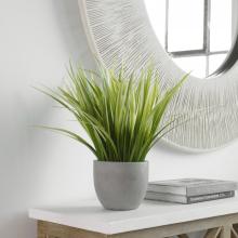 DRACAENA